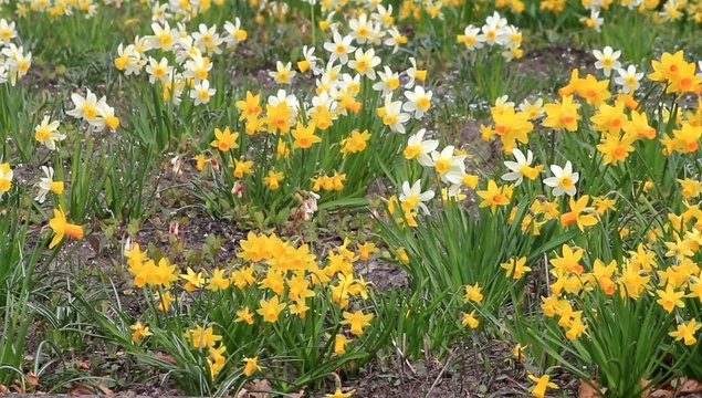 yellow daffodils, spring, springtime, garden, narcissus, 
