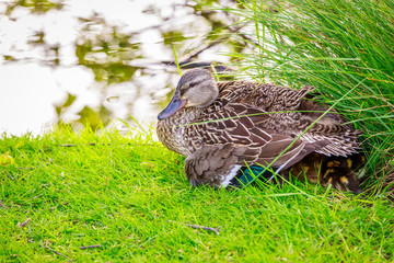 Protective Mother Mallard