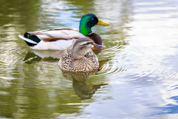 Mallard Couple