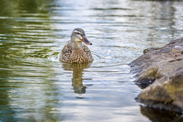 Female Mallard