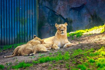 Lioness nursing three cubs