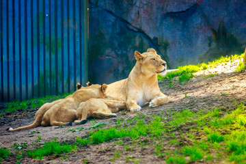 Naklejka premium Lioness nursing three cubs