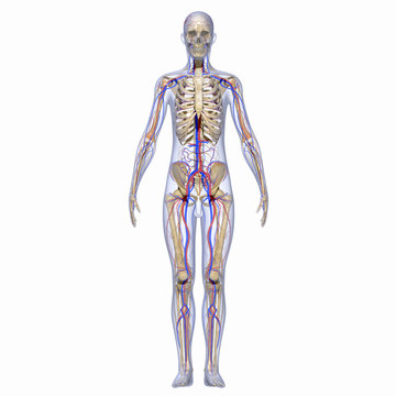 Human Skeleton with nervous system 