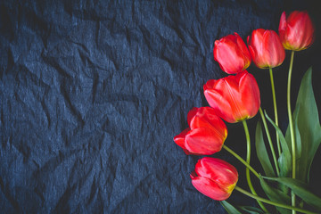 Red tulips on a black background
