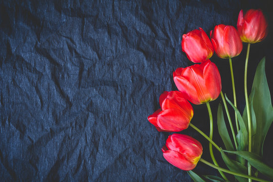 Fototapeta Red tulips on a black background