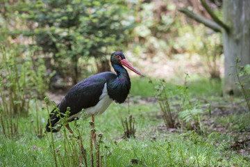 Wildlife - Schwarzstorch