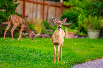 Mule Deer in Backyard