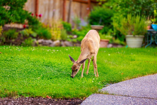 Fototapeta Mule Deer in Backyard