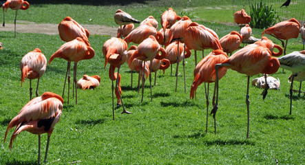 Flamingos im Zoo