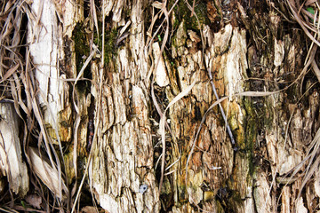 background old rotten wood rot natural sawdust