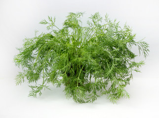 green bunch of fresh dill on a white background