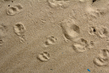 Footprint in the Sand