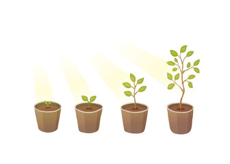 Obraz premium Plant growth