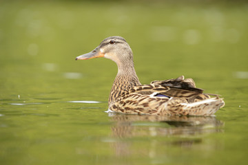 Mallard, Anas platyrhynchos