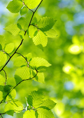 green leaves