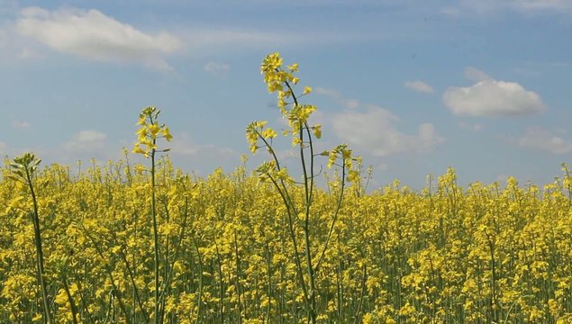 field of rape