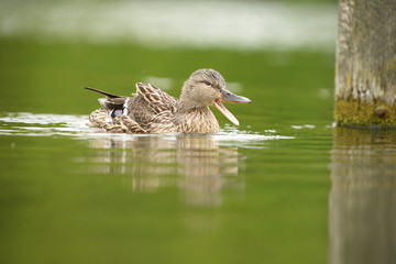 Mallard, Anas platyrhynchos