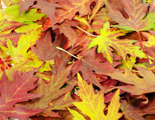  autumn orange leaves