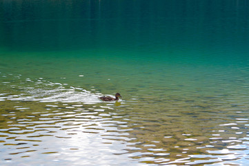 Утка в озере