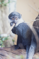 Bébé singe cercopithèque