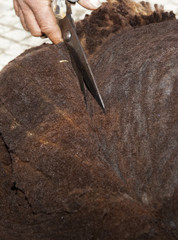 Shearing with traditional manual scissor