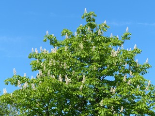 Schöner rrüner Baum vor blauem Himmel im Sommer bei Sonnenschein in Oerlinghausen bei Bielefeld am Hermannsweg im Teutoburger Wald in Ostwestfalen-Lippe