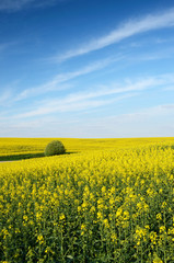 Fabulous landscape with lonely  bush among of yellow rapeseed fi
