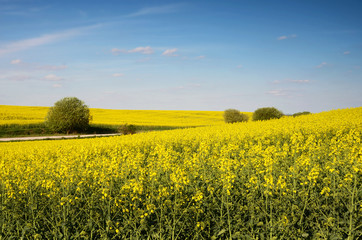 Beautiful landscape with yellow rapeseed field and blue sky with