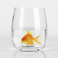 Goldfish in glass, close up