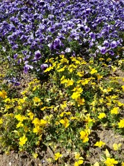 Stiefmütterchen gelb blau