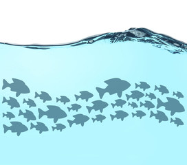 Fish school under water