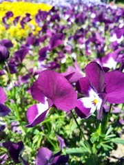 Stiefmütterchen lila violet