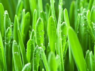 Fresh green grass covered with dewdrops.