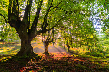 Beautiful autumn day in the forest