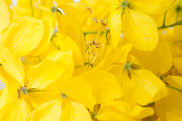 Cassia flower.
