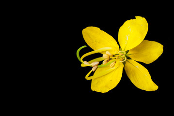 Cassia flower.
