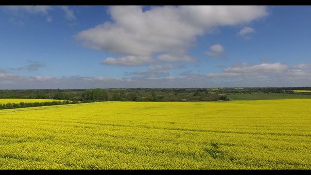 Rapeseed (Brassica napus) fields in aerial view