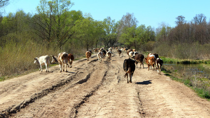 Obraz premium cows coming back from pasture