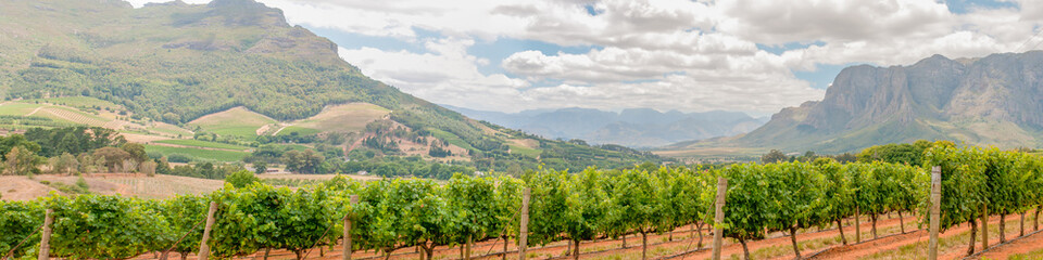 Fototapeta na wymiar Panoramic view of vineyards near Stellenbosch