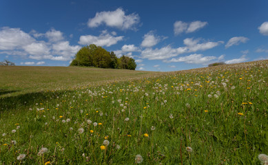 The Welsh hills and fields in Llandeilo covered in dandelions
