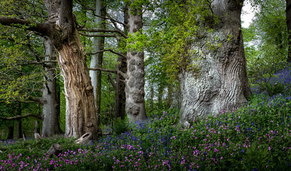 A variety of old trees in Dynefwr woods south Wales