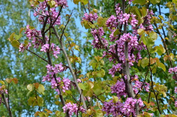 Fototapeta premium Judasbaum - Cercis Siliquastrum 