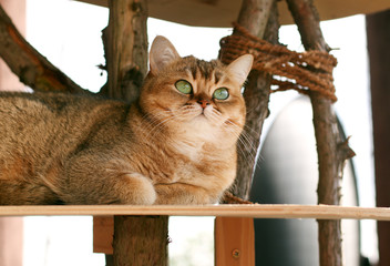 Katze