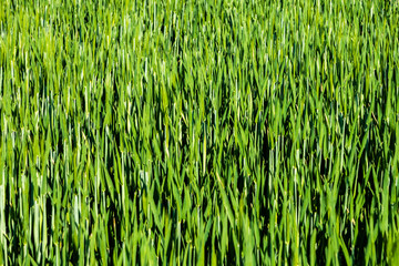 Getreidefeld im Frühling