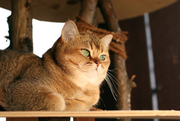 Katze