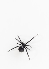 Black widow spider close up dorsal view