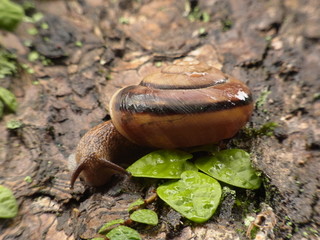 カタツムリ