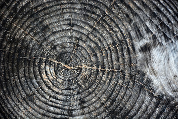 Fototapeta premium Slice of wood timber natural background