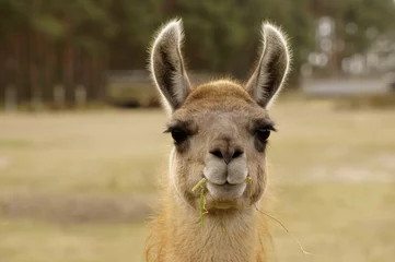 Papier Peint photo Lavable Lama Funny Llama / Un lama avec un brin d& 39 herbe dans sa bouche