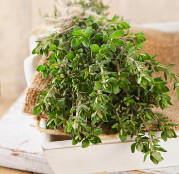 Thyme and oregano in a white wooden box.